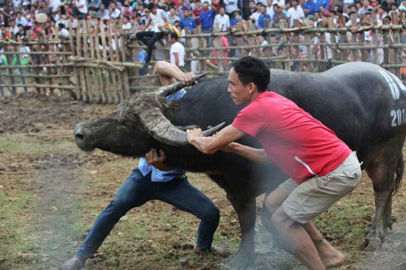 Đấu trường hoang dã của lễ hội chọi trâu đồng rừng Tây Bắc