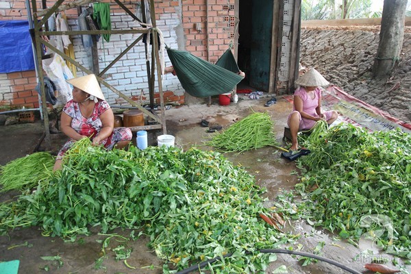 Xóm nghèo chuyên nghề nhặt rau muống thuê ở Sài Gòn
