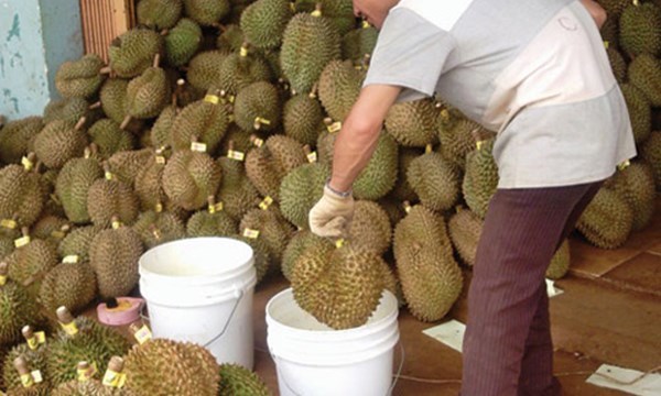 Ép chín sầu riêng bằng hóa chất gây ung thư