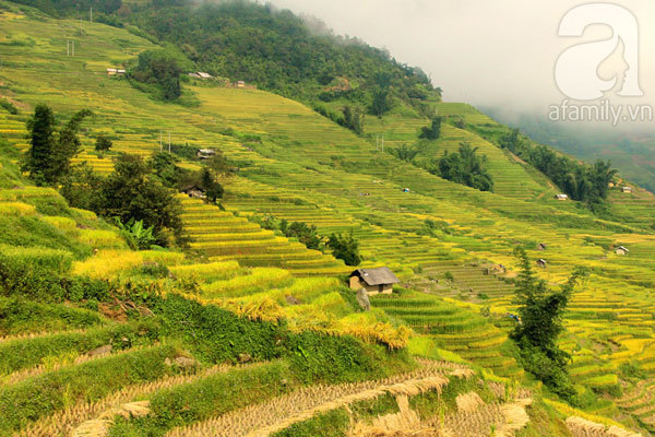Ruộng bậc thang Tây Bắc đẹp mơ màng trong mùa vàng tháng 9
