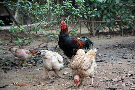 Dân Mỹ chán gà công nghiệp, thích gà thả vườn