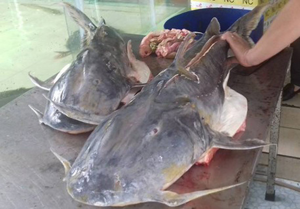 Nhà hàng Hà Nội xẻ thịt cá Chiên khủng 30kg, dài 1,4m