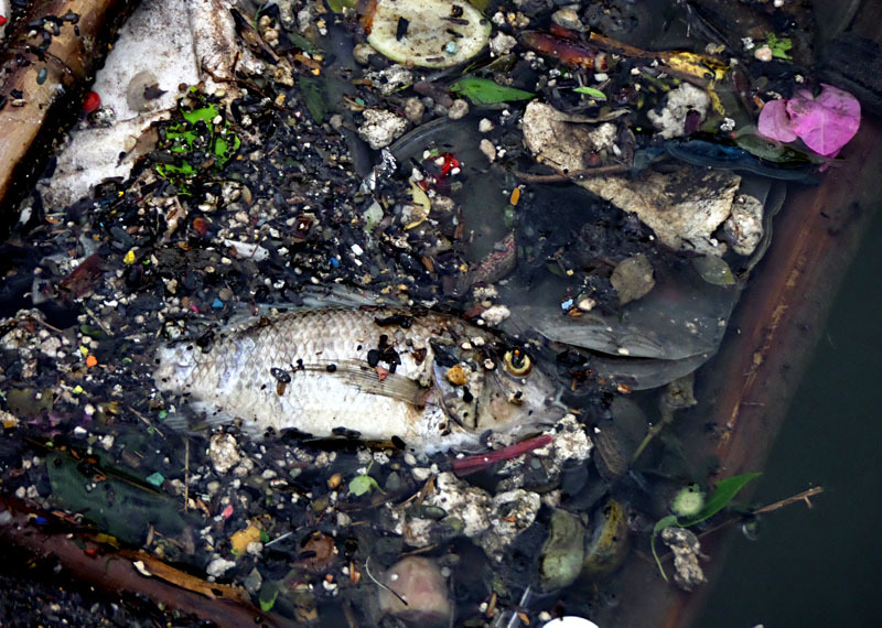Hậu lụt ở Sài Gòn: xác cá và rác nổi đầy mặt kênh Nhiêu Lộc
