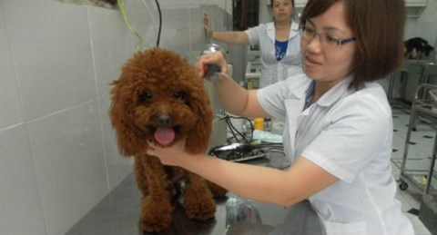 Nhà giàu Hà Thành: Bỏ trăm triệu lập 'di ảnh', làm 'hộ chiếu' chó cưng
