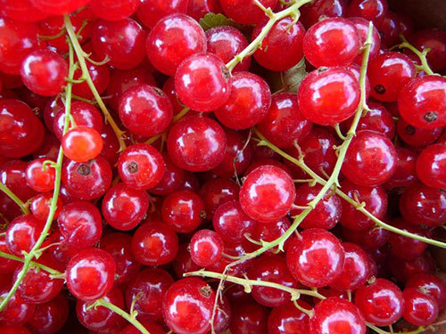 Nho chuỗi ngọc 2 triệu/kg ở châu Âu là cây dại