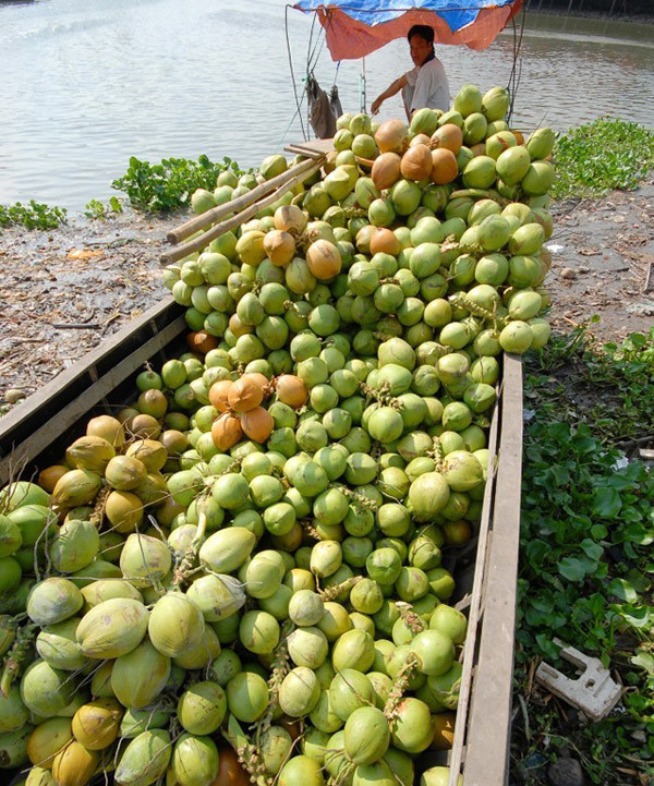 Nơi Bán Cây Dừa - Dừa Cọ - Kelapa - Niyor ở TPHCM