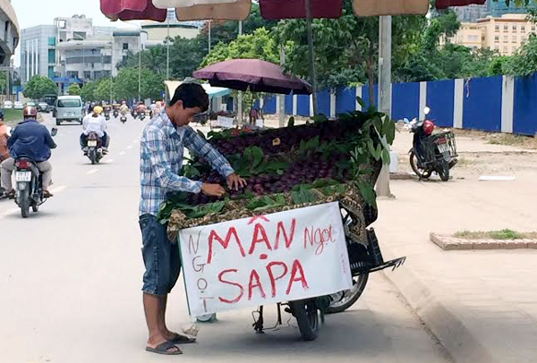 'Mận Sapa' tím bầm: Đích thị hàng Tàu đội lốt