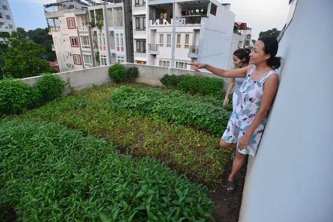 'Ruộng rau muống' trên sân thượng nhà 3 tầng Hà Nội