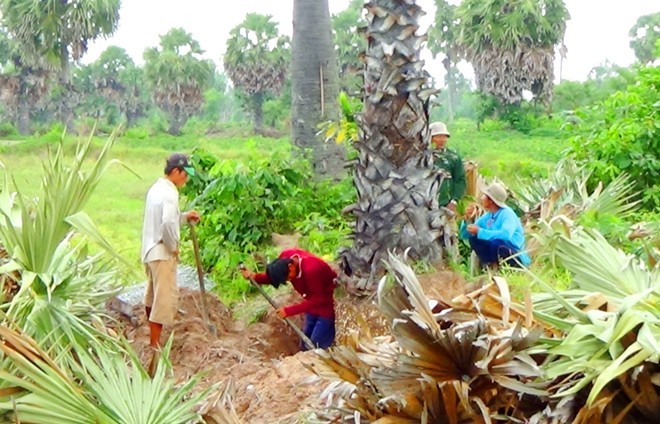 Thốt nốt Bảy Núi bán sang Trung Quốc để làm kiểng