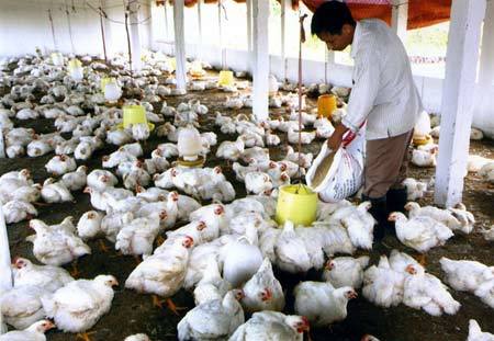 Sẽ ngừng nuôi gà công nghiệp ở VN?
