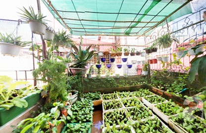 Khu vườn 30m² ngập tràn rau xanh trên sân thượng ở Hà Nội