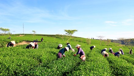 Nữ giám đốc bị sát hại: Thanh toán nợ, thu mua chè sau tang lễ