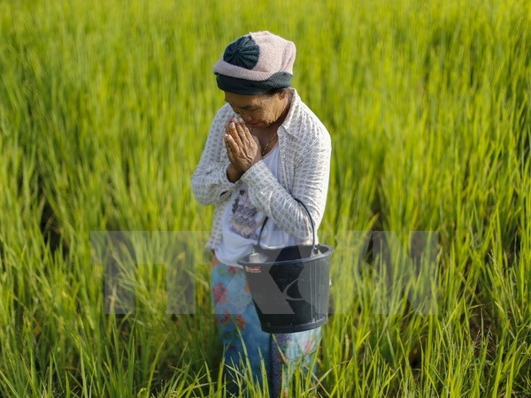 Thái Lan kêu gọi người dân dừng trồng lúa