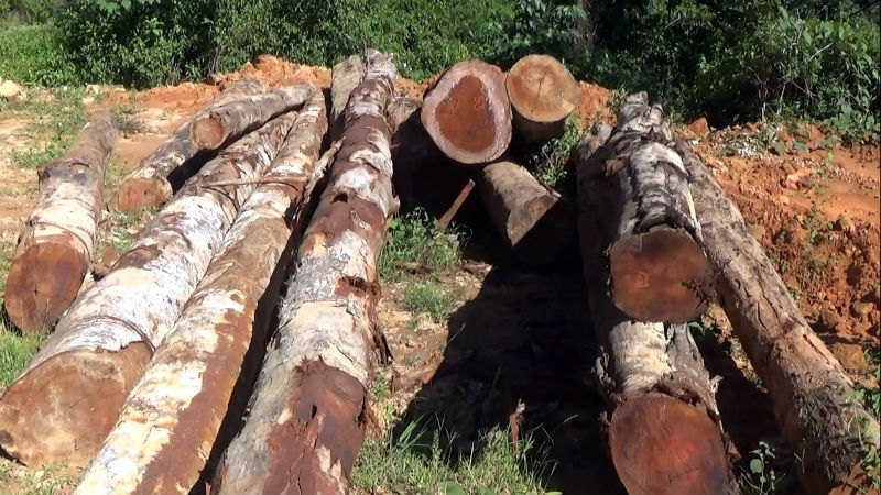 Xẻ rừng biên giới thu hàng ngàn khối gỗ quý