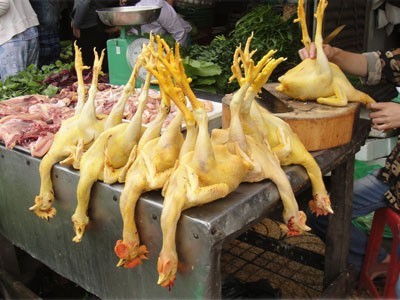 Cho gà ăn độc chất Vàng-ô ung thư tạo màu thịt vàng đẹp
