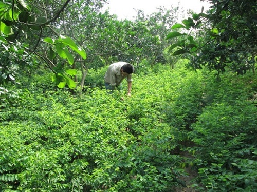 Rau nhiễm hóa chất: 