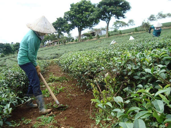 Chè ngấm 'độc' gây chấn động dư luận