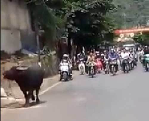 Màn truy đuổi, nổ súng hạ gục trâu điên trong đám tang ở Sơn La
