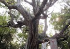 Cận cảnh 5 cây cổ thụ khủng ở An Giang
