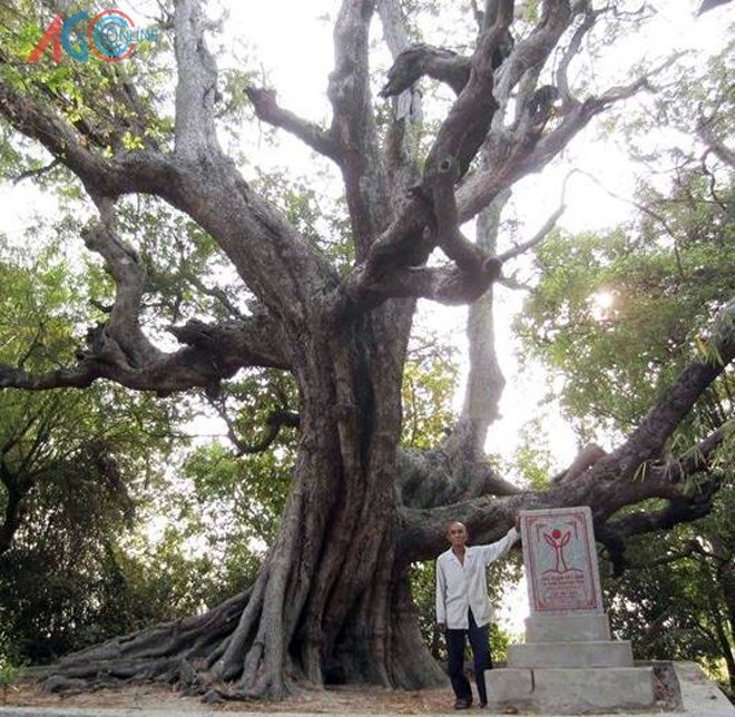 Cận cảnh 5 cây cổ thụ khủng ở An Giang