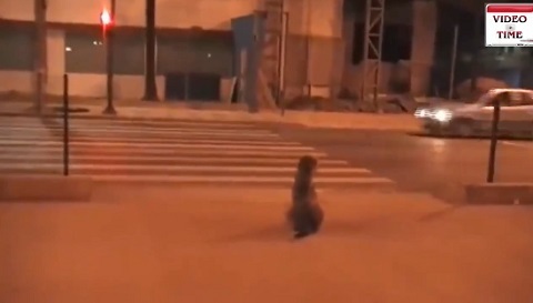 Kinh ngạc hình ảnh chú chó đợi đèn xanh sang đường