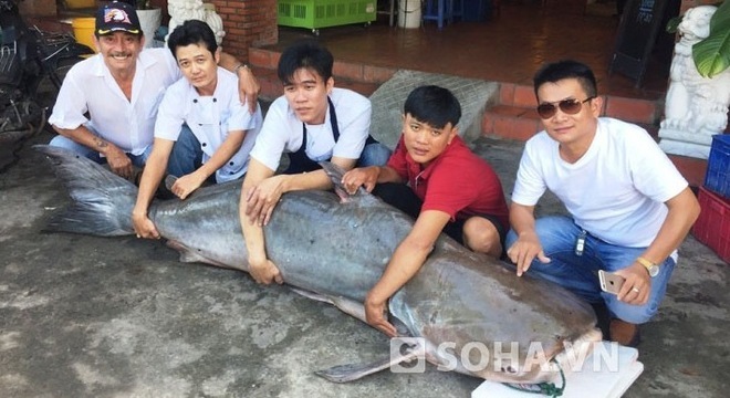 'Thủy quái' Campuchia 210kg về Sài Gòn vào quán nhậu