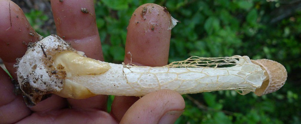 loài nấm, dương vật, kỳ lạ, phụ nữ, lên đỉnh, cực khoái, sự thật, hình dạng