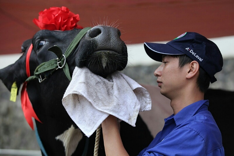 Khiếp vía màn lồng lộn của Hoa hậu Bò sữa Mộc Châu
