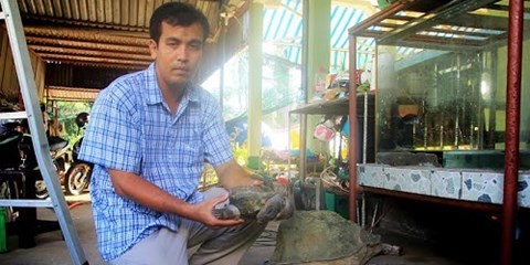 Kỳ lạ chuyện rùa 'dị dạng' giúp chủ cải hoán vận mệnh