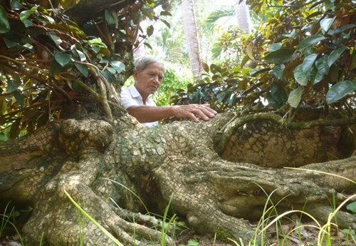 Chiêm ngưỡng cây vú sữa hình tứ linh 'độc nhất vô nhị' ở miền Tây