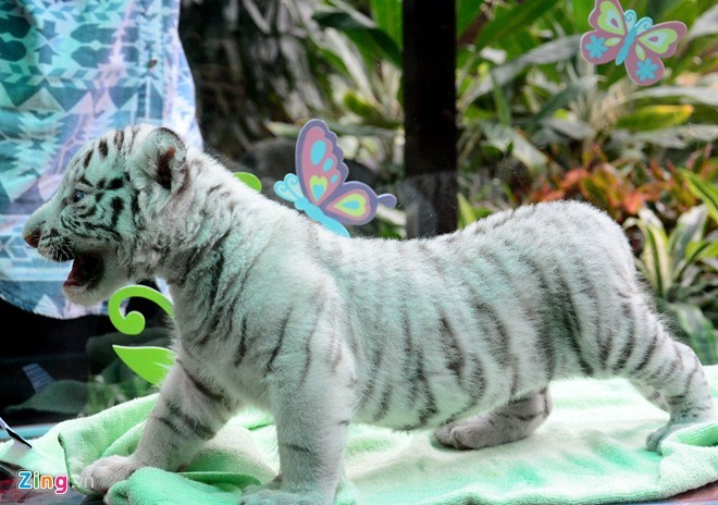 Thảo Cầm Viên Sài Gòn không đủ tiền nuôi 16 con hổ