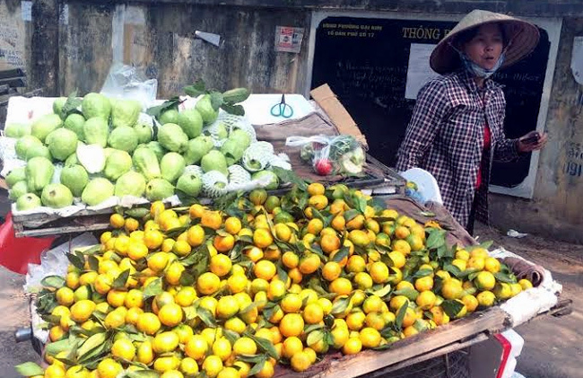 Ăn 80 tấn quýt Tàu siêu ngọt mỗi ngày