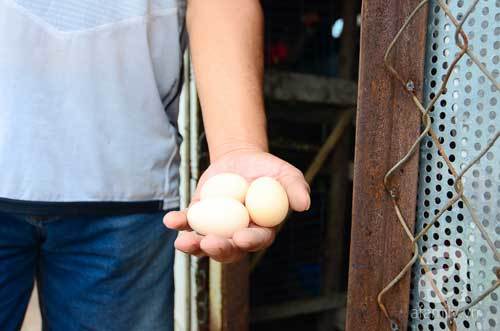 'Trang trại' trồng rau, nuôi gà giữa lưng trời ở Hà Nội