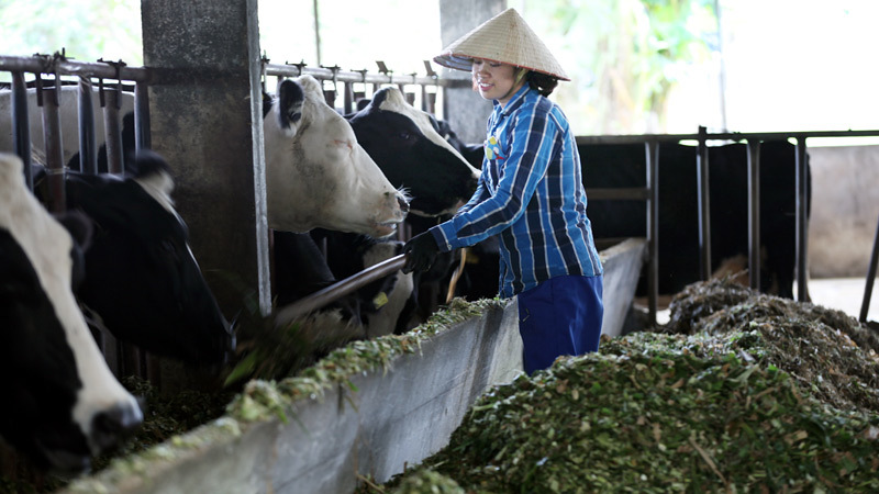 5 cử nhân treo bằng chung nhau chăn một trại bò