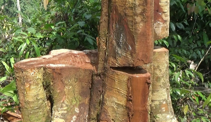 Kiểm tra việc xẻ rừng biên giới tận thu gỗ quý