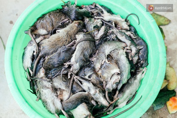 Cận cảnh quy trình đưa chuột lên bàn nhậu ở làng chuột lớn nhất miền Tây