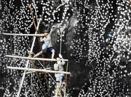 Điều chưa biết về sinh sản và nuôi con của chim yến Hàng