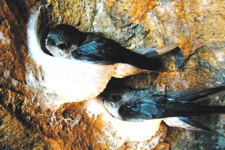 Phân loài chim yến quý ở Việt Nam