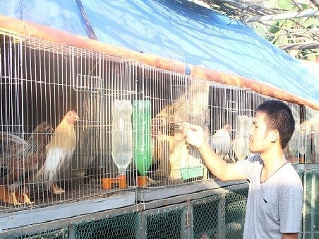 8X bỏ ghế trưởng phòng, từ chối đi Úc để về nhà nuôi gà