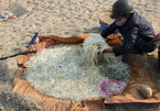 Độc nhất Việt Nam: Cánh đồng ủ giá bên bờ sông