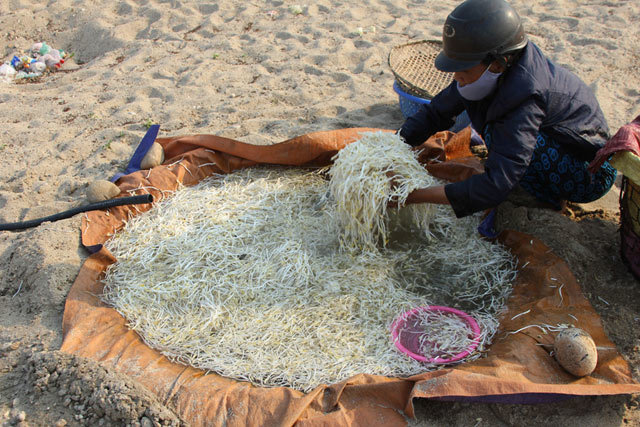 Độc nhất Việt Nam: Cánh đồng ủ giá bên bờ sông