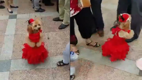 Chú chó mặc váy đỏ đi 2 chân xinh như búp bê