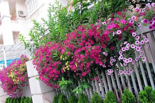 Mê mẩn nhà phố núi ba tầng rực sắc dạ yến thảo