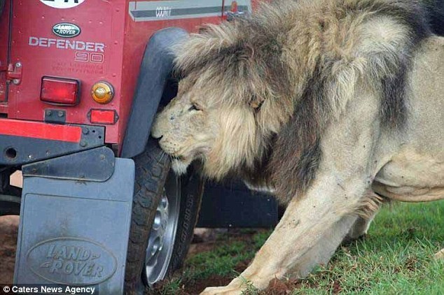 Sư tử lao vào gặm lốp xe, khách du lịch hốt hoảng