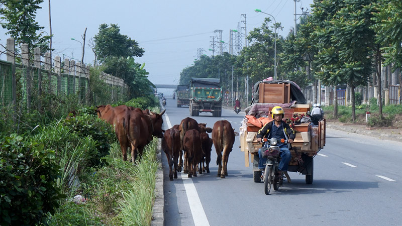 Bi hài trâu bò lên đại lộ ngàn tỷ 'tập thể dục'