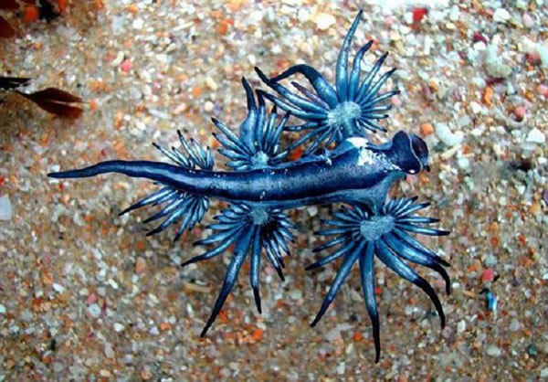 Sinh vật phát sáng xanh kỳ lạ xuất hiện ở bờ biển Australia