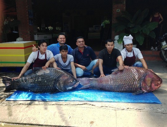 Bắt được cặp cá hô 'khủng' nặng 240 kg