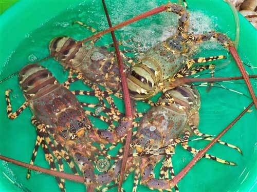 Đến Bình Ba thưởng thức tôm hùm tươi ngon đã miệng