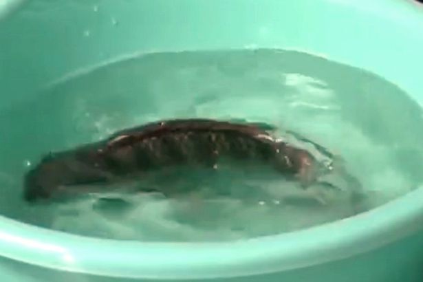 Hoang mang thứ bột lạ có thể khiến cá ngáp chết 'hồi sinh'