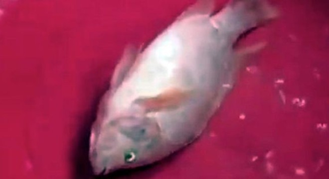 Hoang mang thứ bột lạ có thể khiến cá ngáp chết 'hồi sinh'